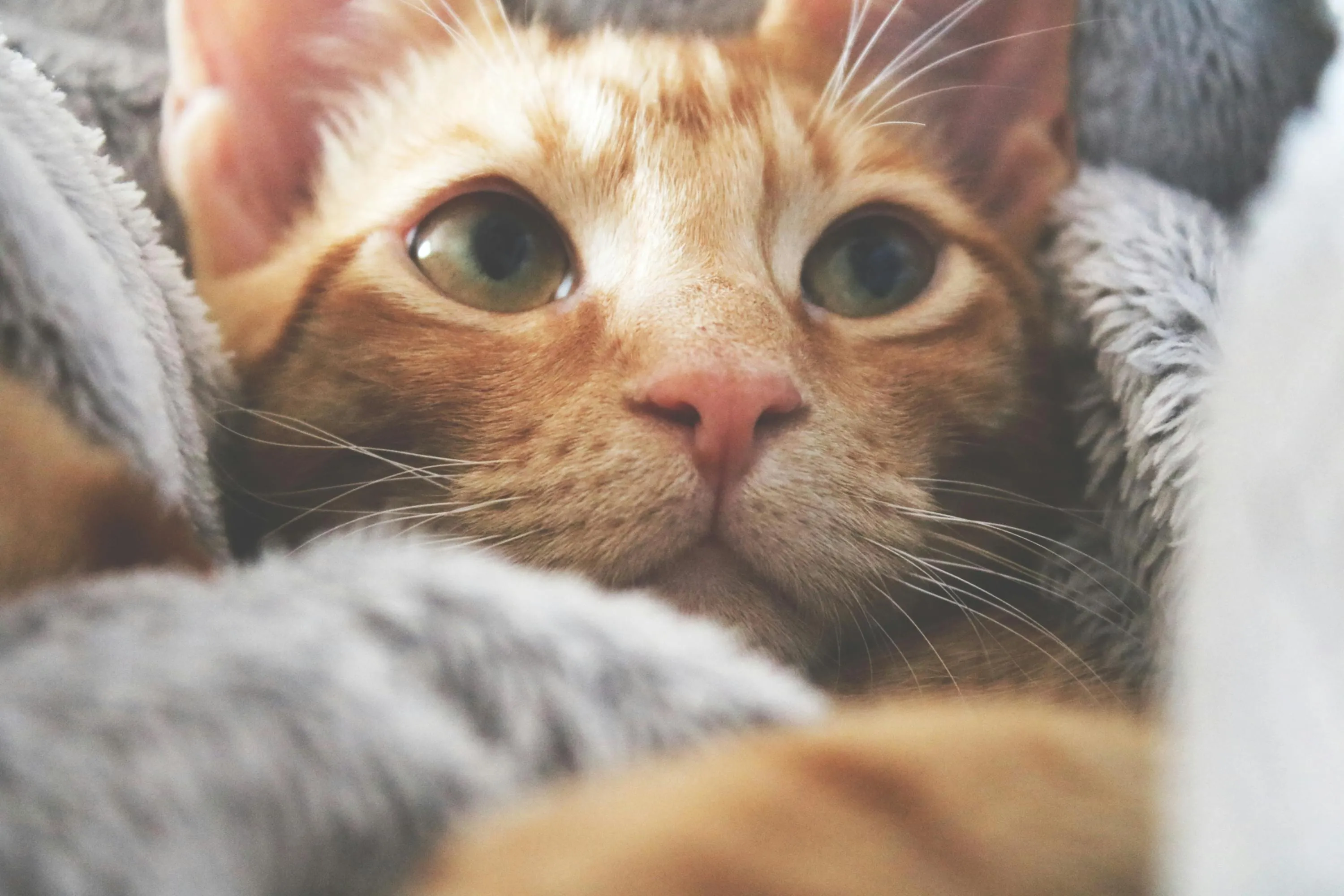 Cute Cat